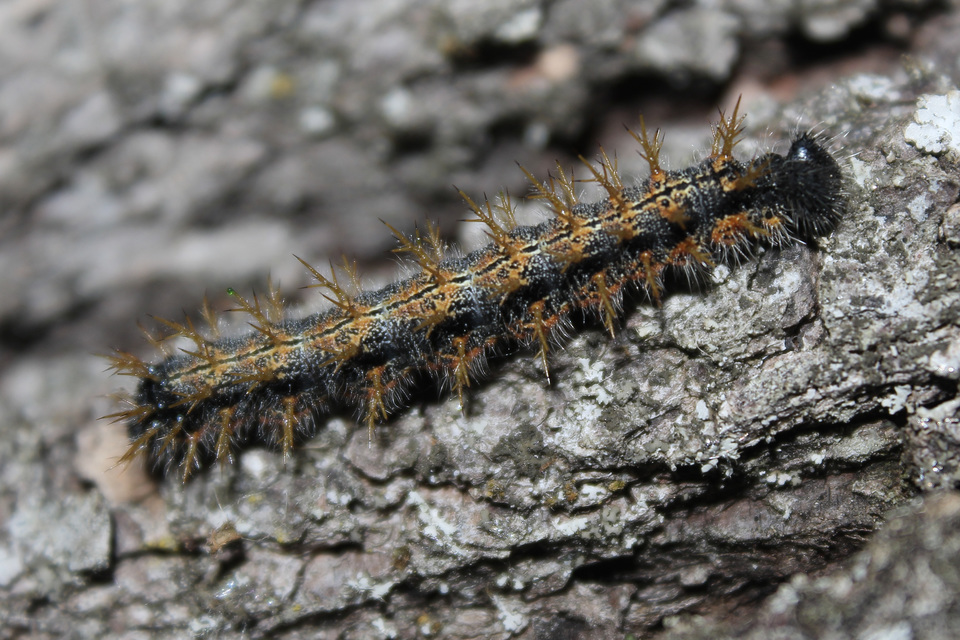 Nymphalis polychloros - nagy rókalepke