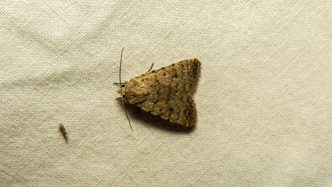 Paradrina clavipalpis - közönséges selymesbagoly