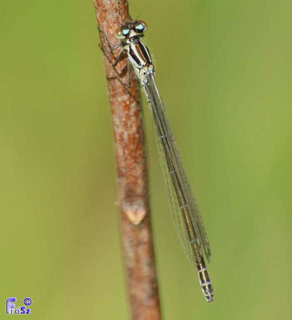 Coenagrion puella - azúrkék légivadász