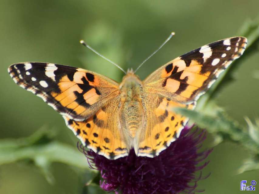 Vanessa cardui - bogáncslepke