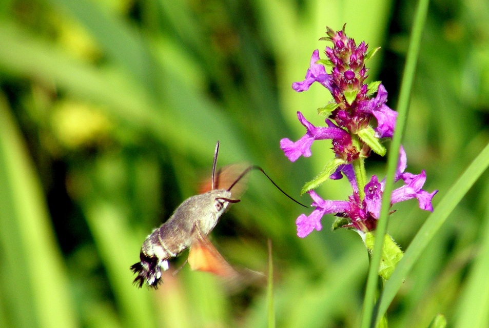 Macroglossum stellatarum - kacsafarkú szender
