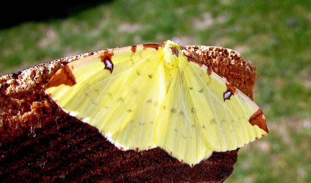 Opisthograptis luteolata - citromsárga araszoló