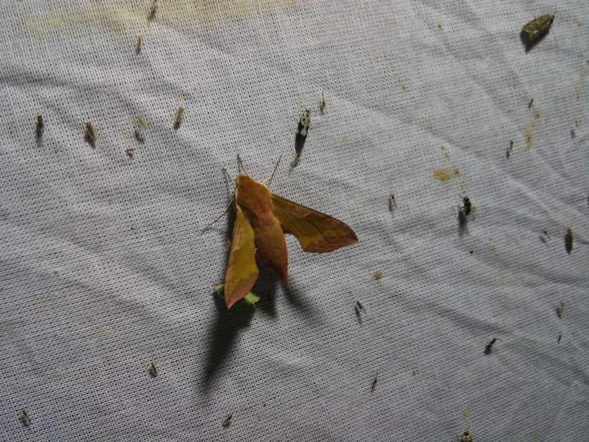 Deilephila porcellus - piros szender