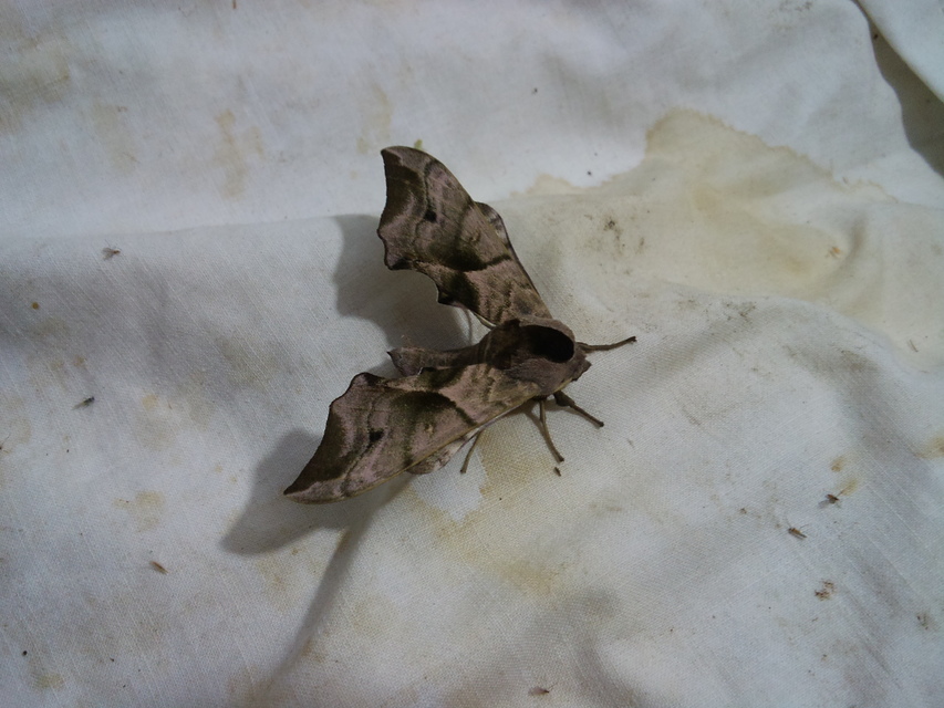 Smerinthus ocellatus - esti pávaszem