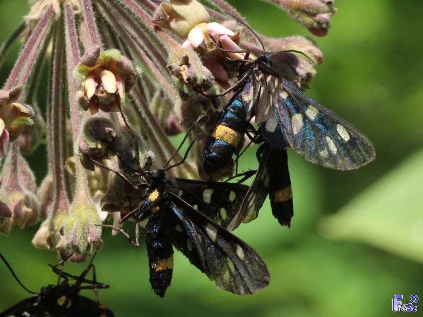 Amata phegea - fehérpettyes álcsüngőlepke