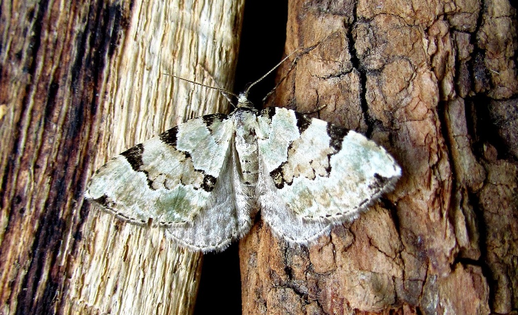 Colostygia pectinataria - zöld levélaraszoló