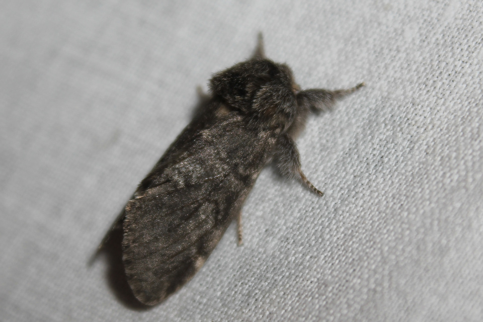 Drymonia ruficornis - cserfa-púposszövő