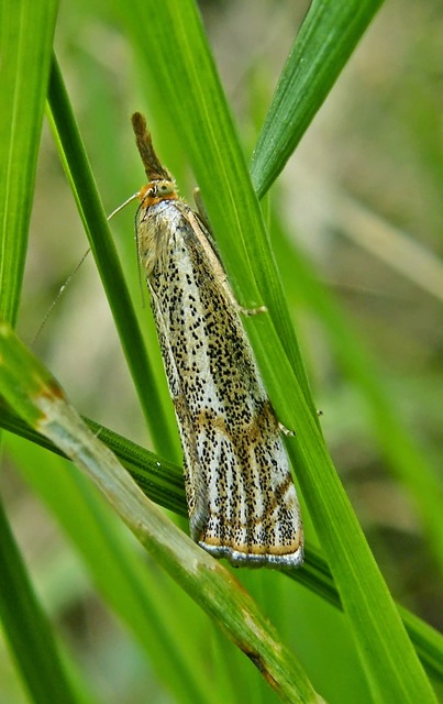Thisanotia chrysonuchella - tavaszi fűgyökérmoly