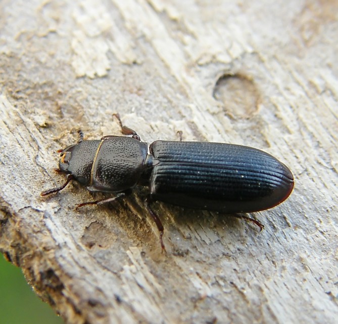 Tenebroides mauritanicus - lisztmentő korongbogár
