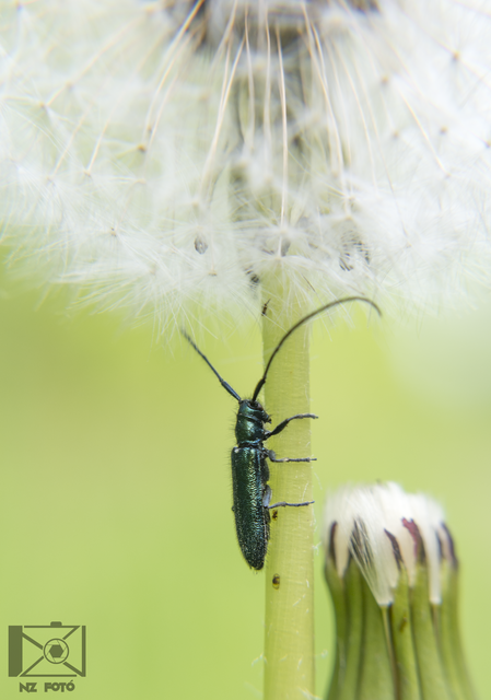 Agapanthia violacea - kék somkórócincér