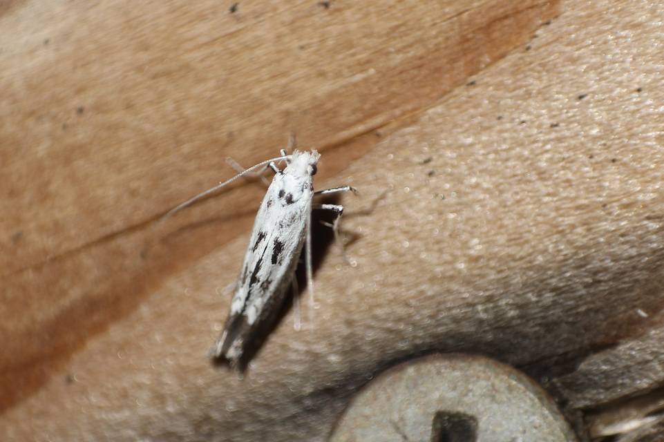 Scythris limbella - parajfonó zöldmoly