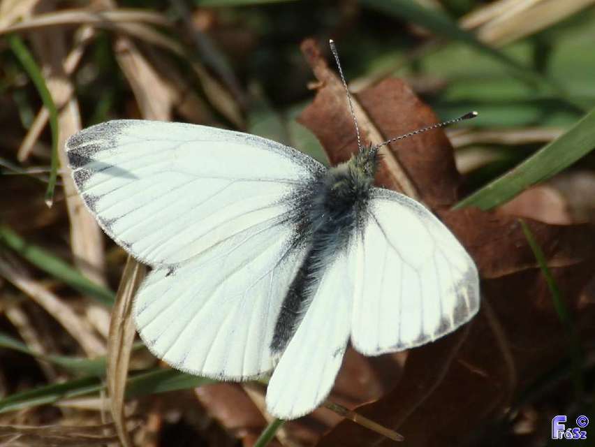 Pieris napi - repcelepke