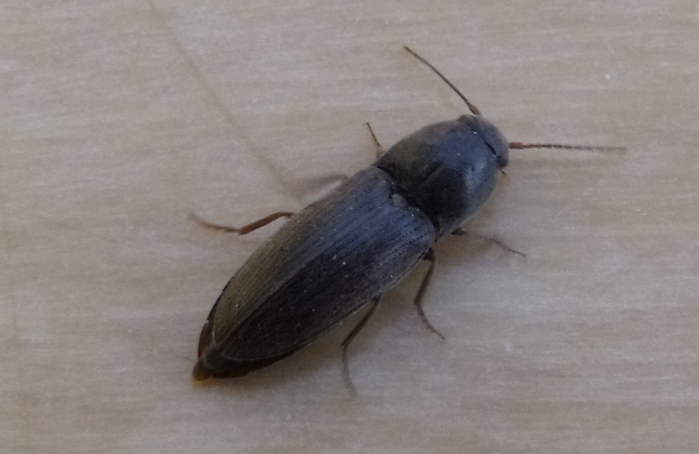 Agriotes