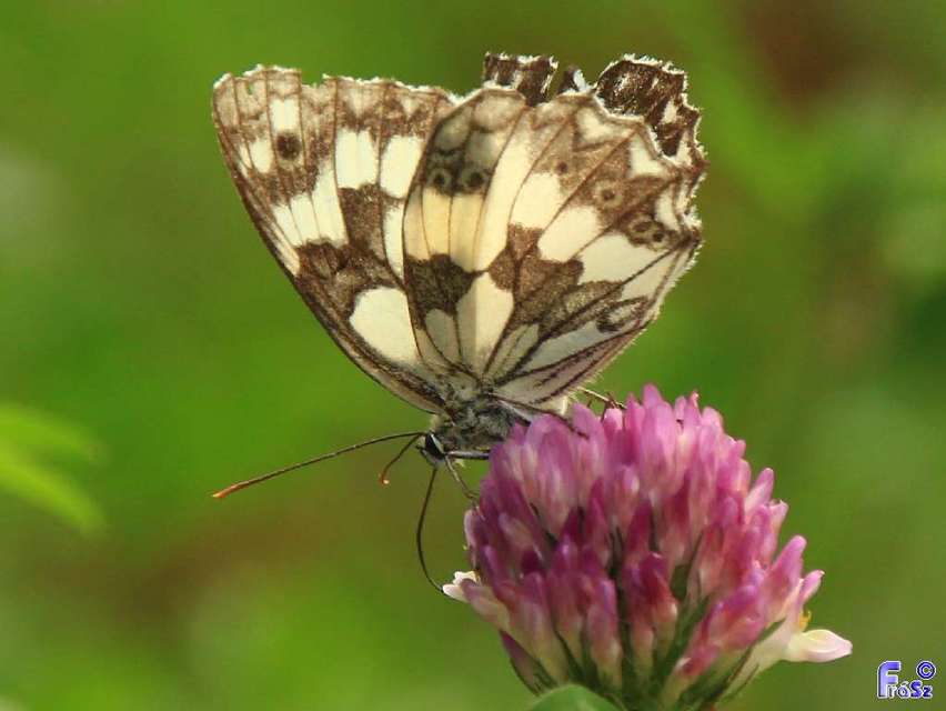 Melanargia galathea - sakktáblalepke