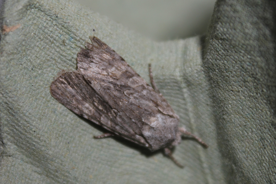 Lithophane ornitopus - közönséges fabagoly