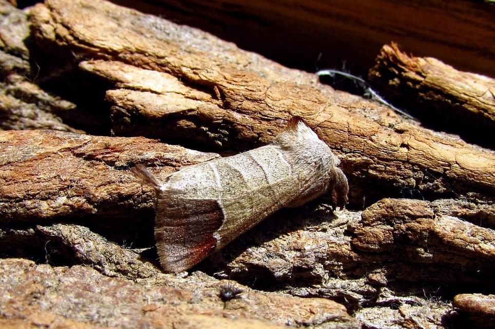 Clostera curtula - rövidszárnyú levélszövő