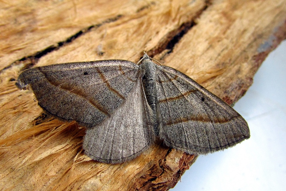 Scotopteryx mucronata/luridata/ignorata