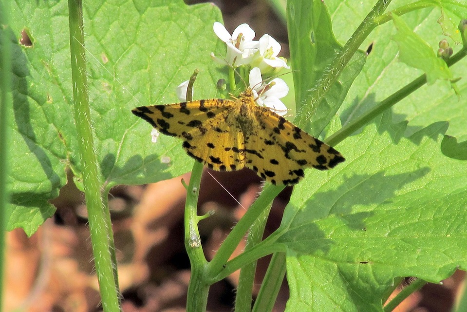 Pseudopanthera macularia - párducfoltos araszoló