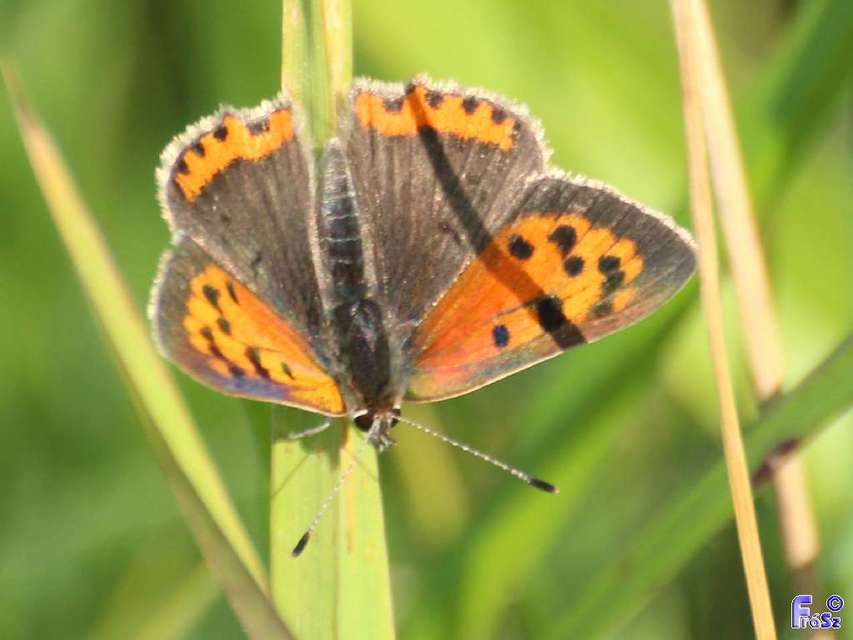 Lycaena phlaeas - közönséges tűzlepke