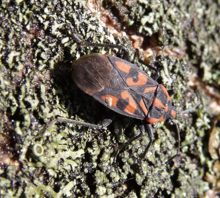 Spilostethus saxatilis - virágbodobács