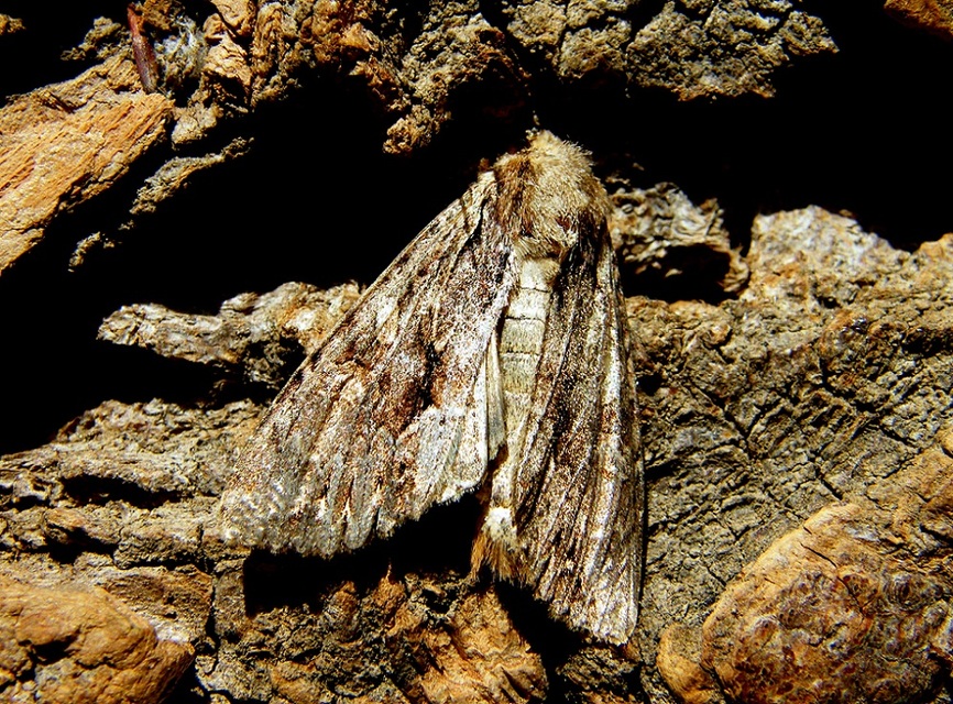 Apamea monoglypha - nagy dudvabagoly
