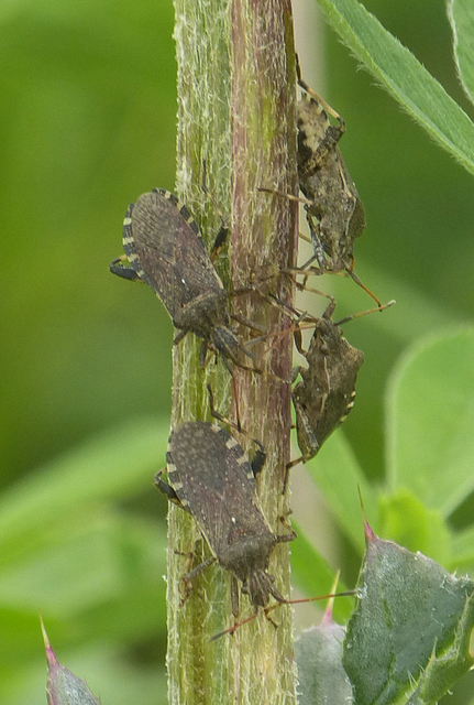 Ceraleptus gracilicornis - tüskéslábú karimáspoloska