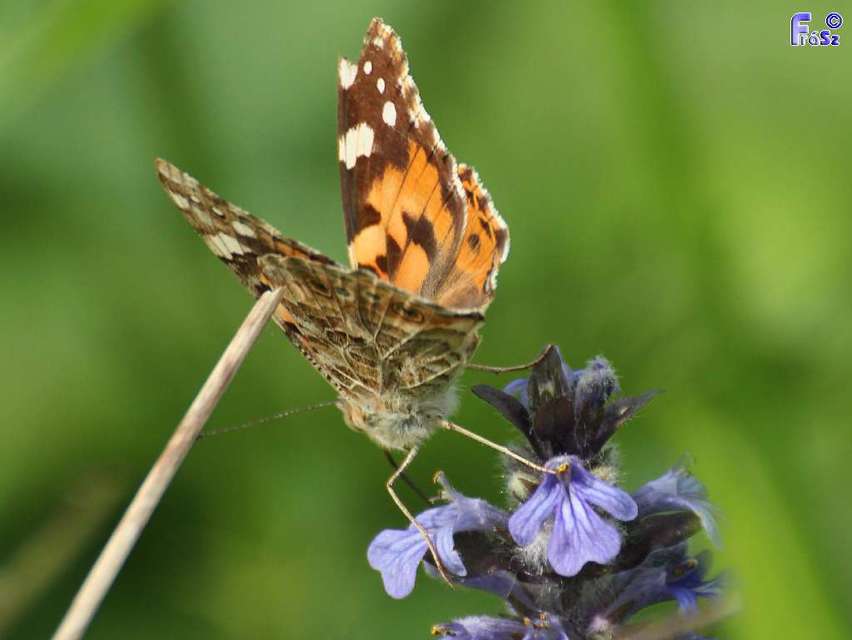 Vanessa cardui - bogáncslepke