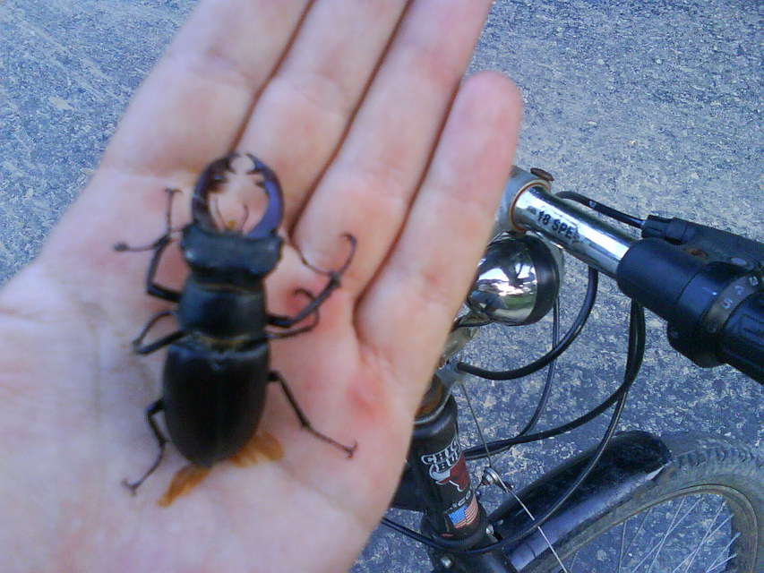 Lucanus cervus - nagy szarvasbogár