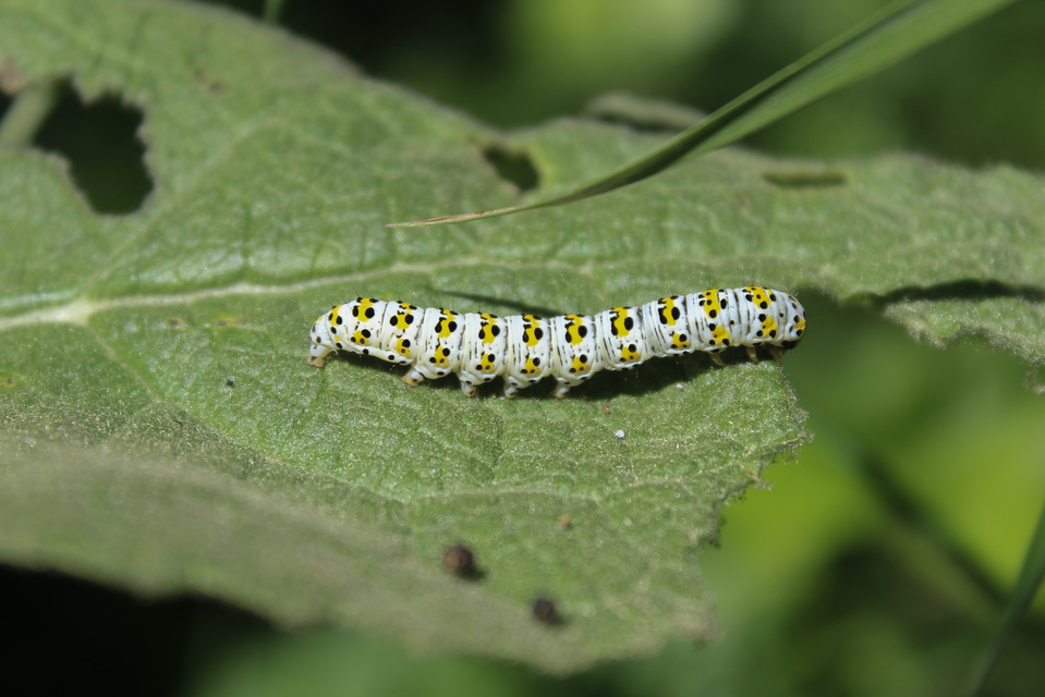Shargacucullia gozmanyi/scrophulariae/verbasci
