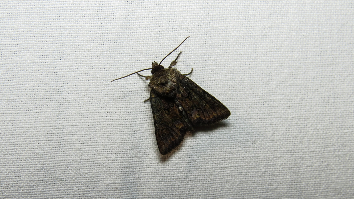 Oligia strigilis/latruncula/versicolor