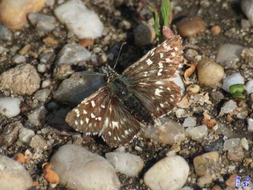 Pyrgus malvae - kis busalepke