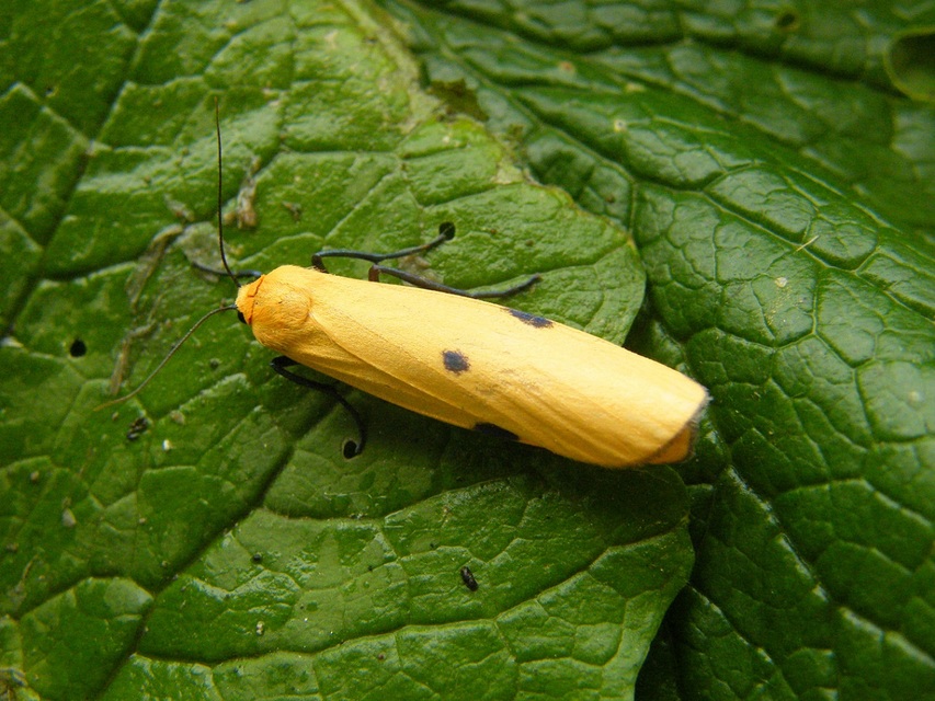 Lithosia quadra - négypettyes zuzmószövő