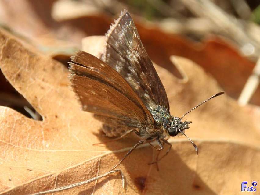 Erynnis tages - cigánylepke