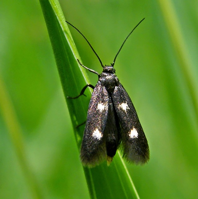 Parascythris muelleri - kétpettyes zöldmoly