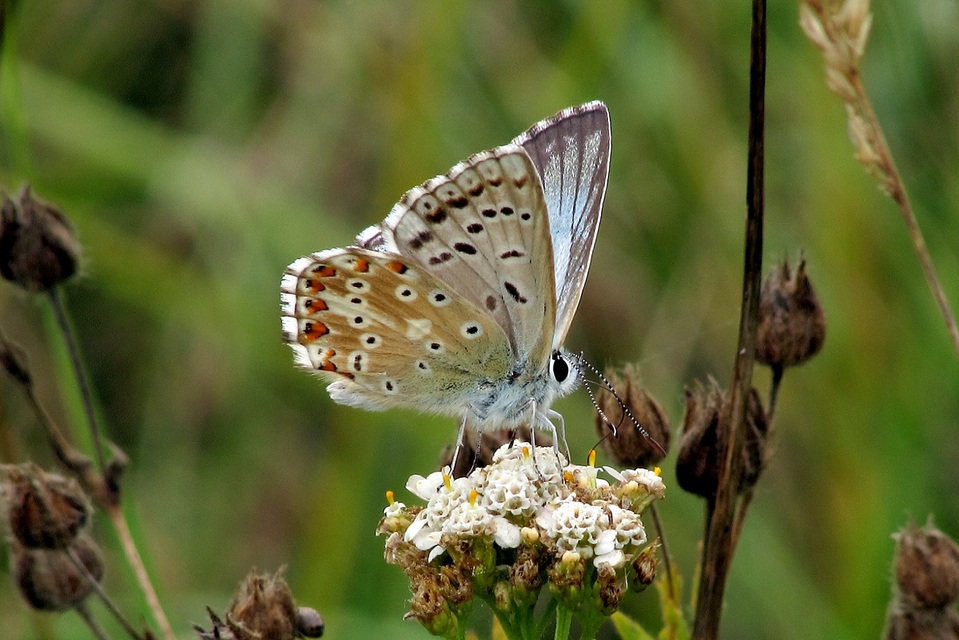 Polyommatus coridon - ezüstkék boglárka