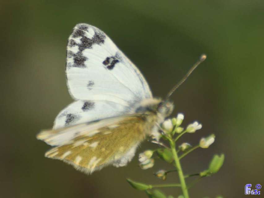 Pontia edusa - rezedalepke