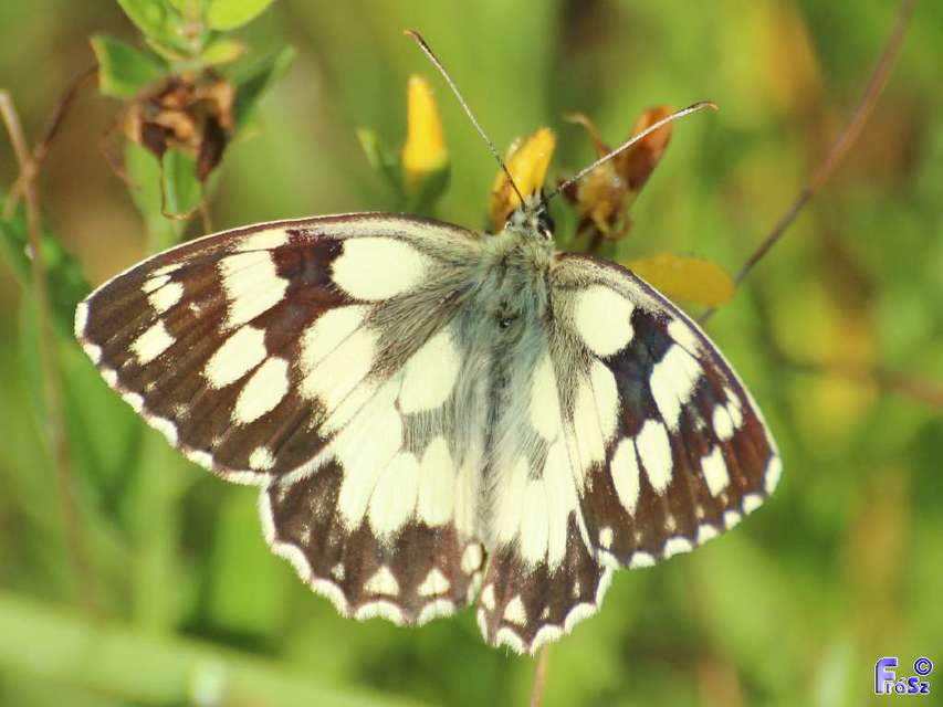 Melanargia galathea - sakktáblalepke