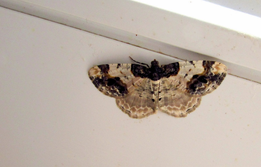 Ligdia adustata - barna levélaraszoló