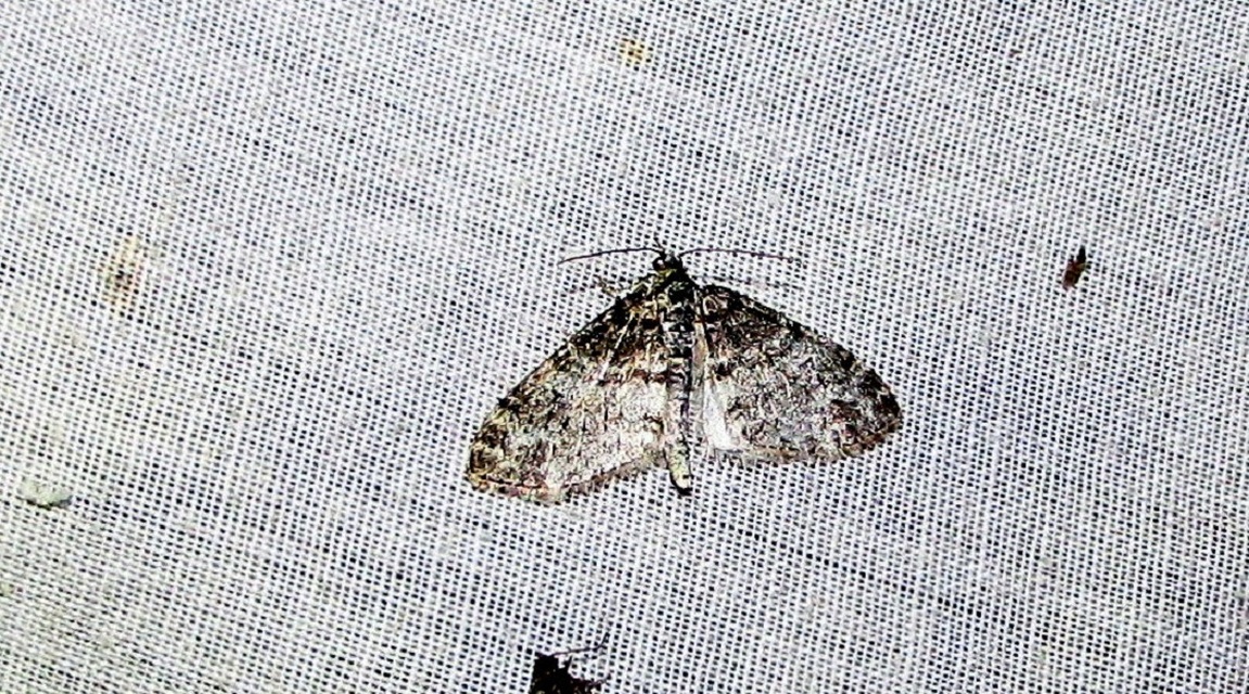 Lobophora halterata - szárnyfüggelékes araszoló