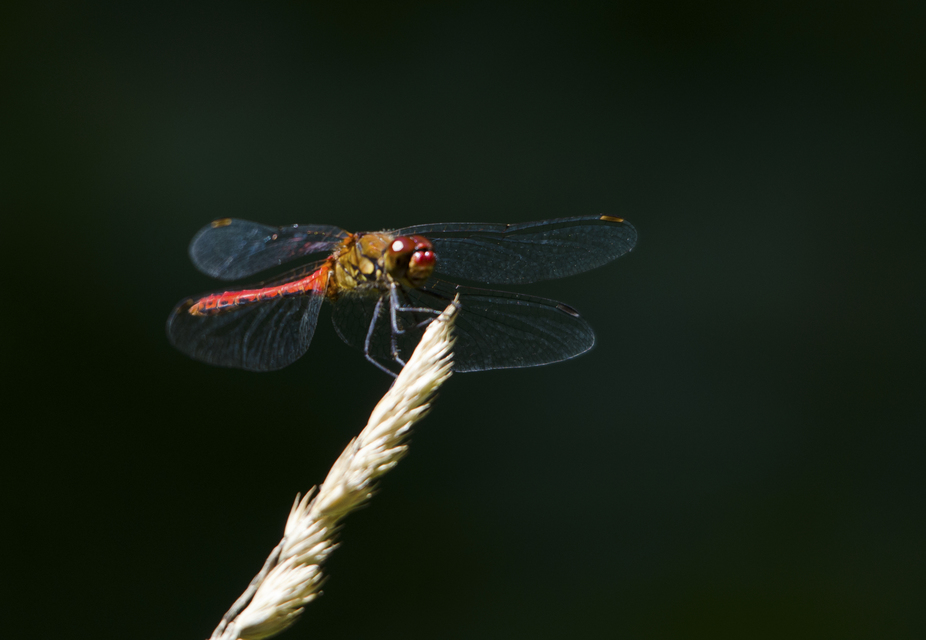 Sympetrum sanguineum - vörös katona-szitakötő