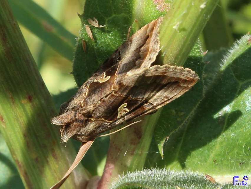 Autographa gamma - gammalepke