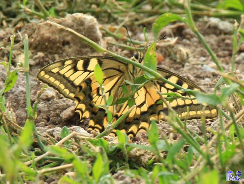 Papilio machaon - fecskefarkú lepke