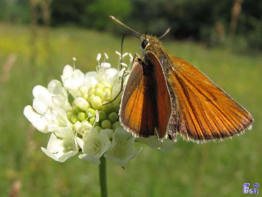 Thymelicus lineola - vonalas busalepke