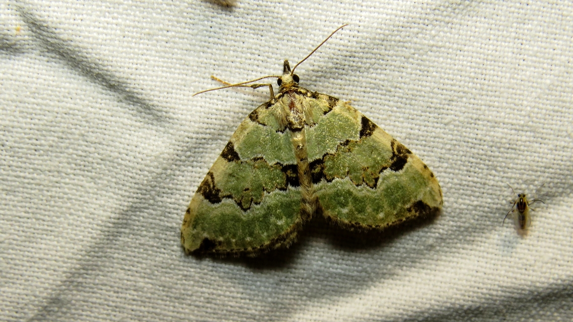 Colostygia pectinataria - zöld levélaraszoló