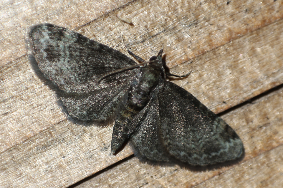 Pasiphila rectangulata - almavirág-araszoló