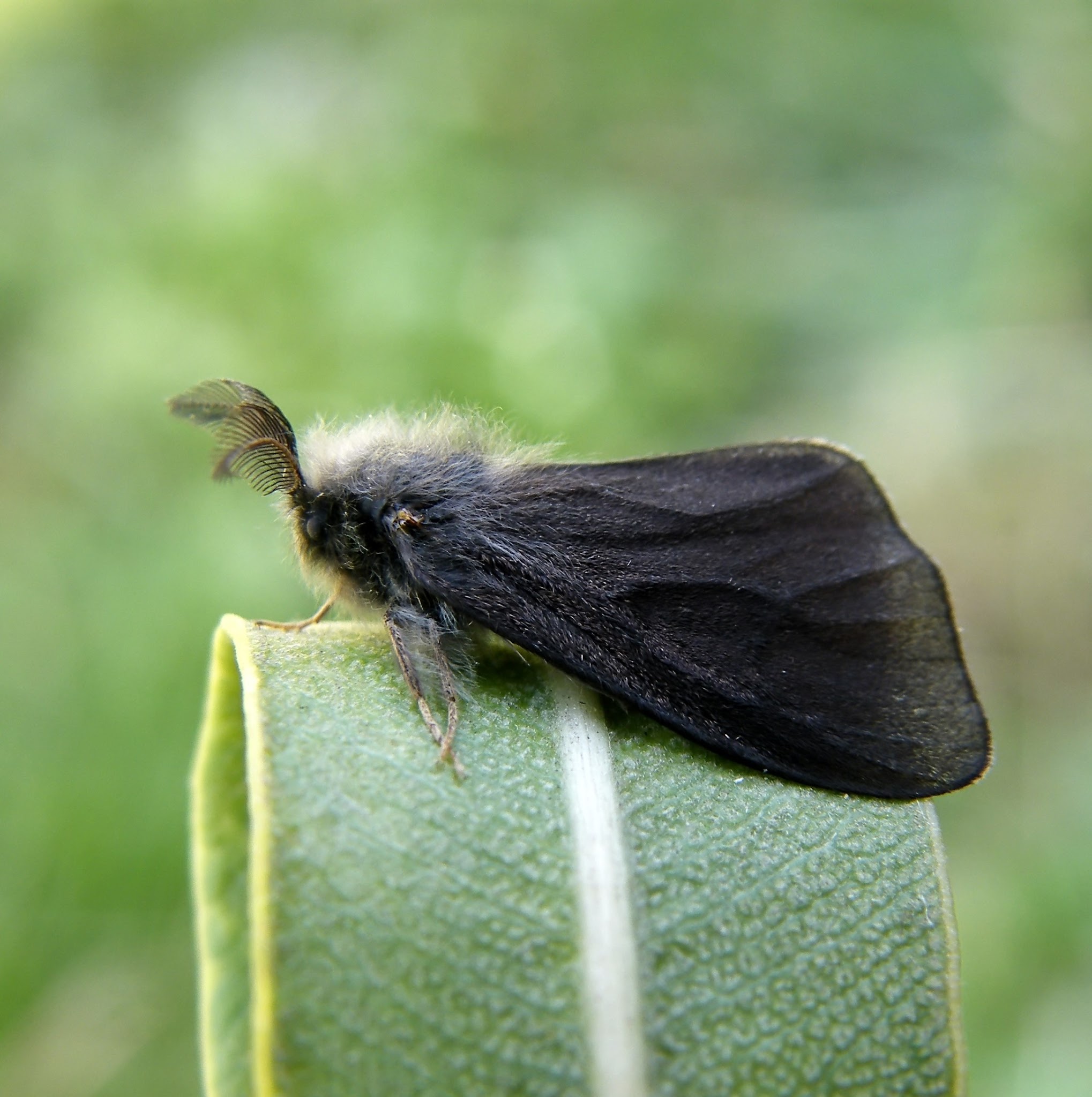 Canephora hirsuta - kormos zsákhordólepke