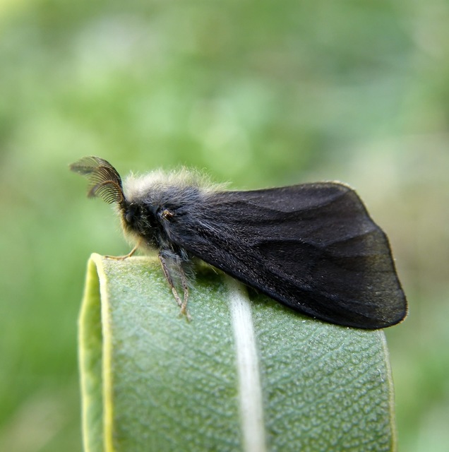 Canephora hirsuta - kormos zsákhordólepke