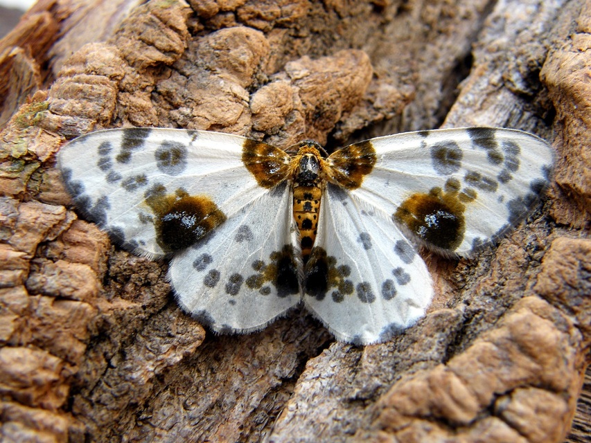 Abraxas sylvata - sárgafoltos araszoló
