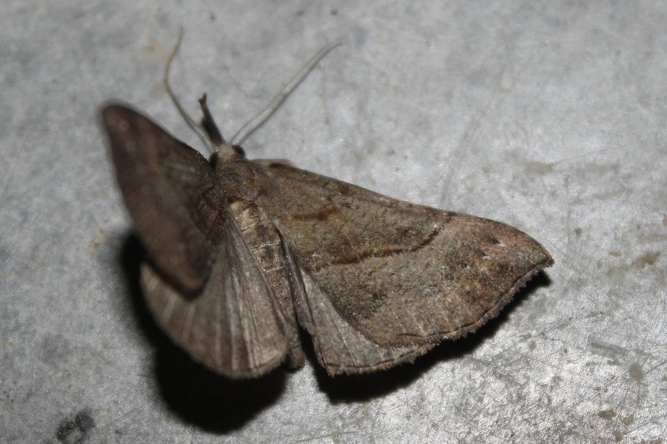 Hypena proboscidalis - ormányos karcsúbagoly