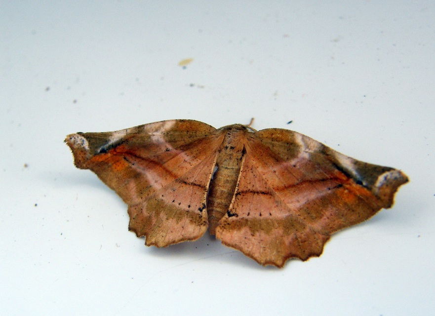 Apeira syringaria - orgona-araszoló